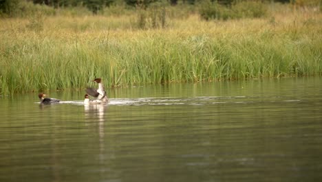 Common-Mergansers-flapping-wings-in-water