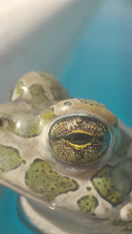 toad on the side of a swimming pool in vertical