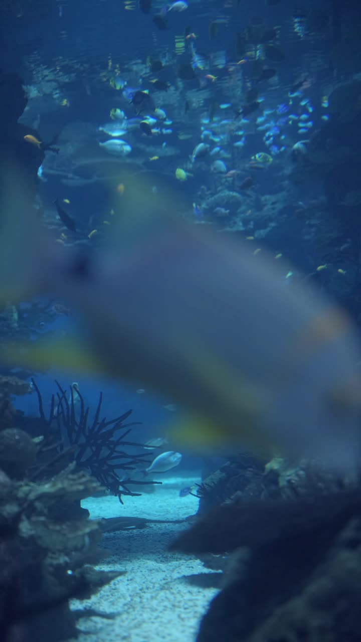 Vibrant Underwater Scene with Diverse Fish and Coral