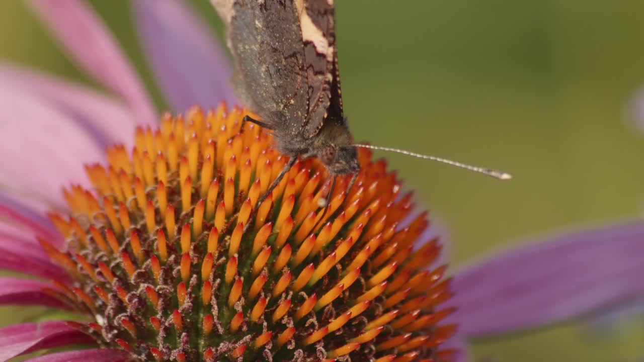 una pequeña mariposa de carey se alimenta de echinacea purpurea-3