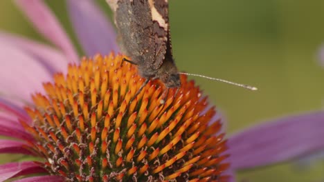 One-Small-Tortoiseshell-Butterfly-Feeds-On-Echinacea-Purpurea-3