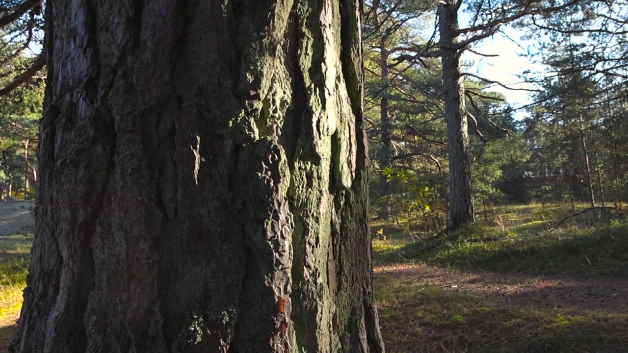 Primo piano di corteccia d'albero ruvida nella pineta con sentiero escursionistico. La telecamera si muove verso l'alto lungo il vecchio tronco d'albero, sullo sfondo potenti conifere in una foresta autunnale deserta sui sentieri della salute estoni