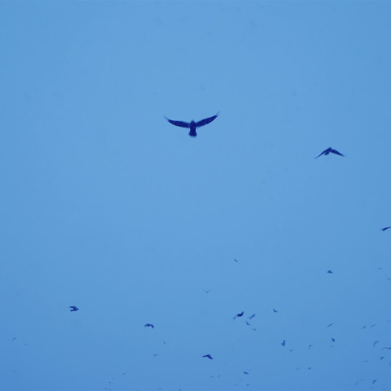 Flock of black birds in the gloomy sky. Cold winter evening