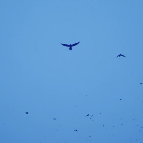 flock of black birds in the gloomy sky. cold winter evening