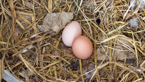 Zoom-Cinematográfico-De-Huevos-Marrones-Recién-Puestos-Por-Pollos-De-Granja-En-El-Campo