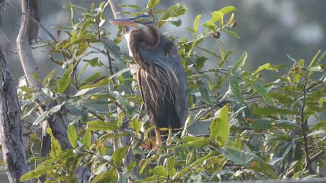 grey heron in tree waiting - chilling