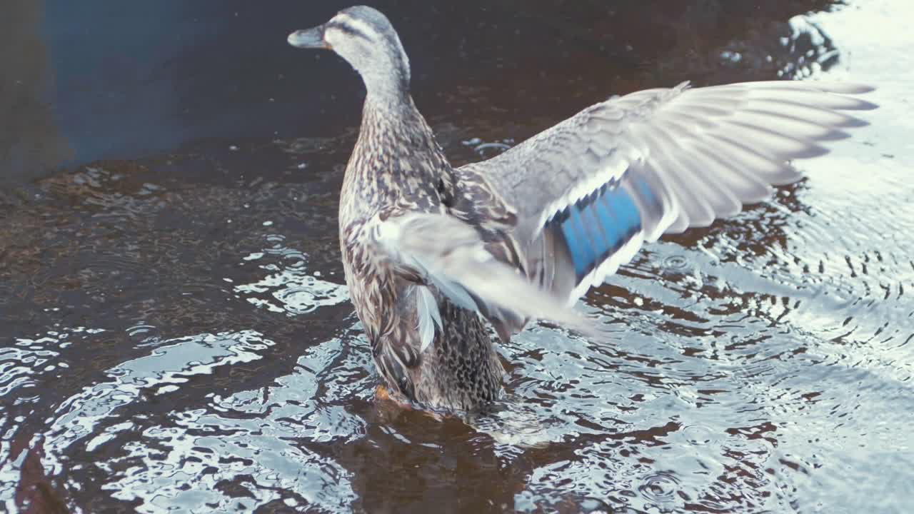 암 오리 는 강 에서 우아 하게 날개 를 흔들고 있다