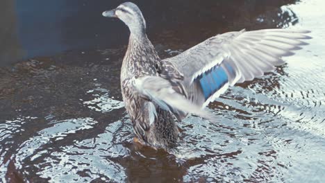 el pato hembra agita con gracia sus alas en el río