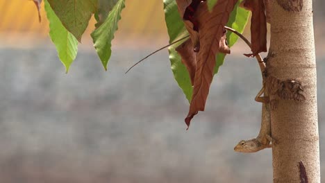 lizard clinging to a tree trunk with a long curved tail