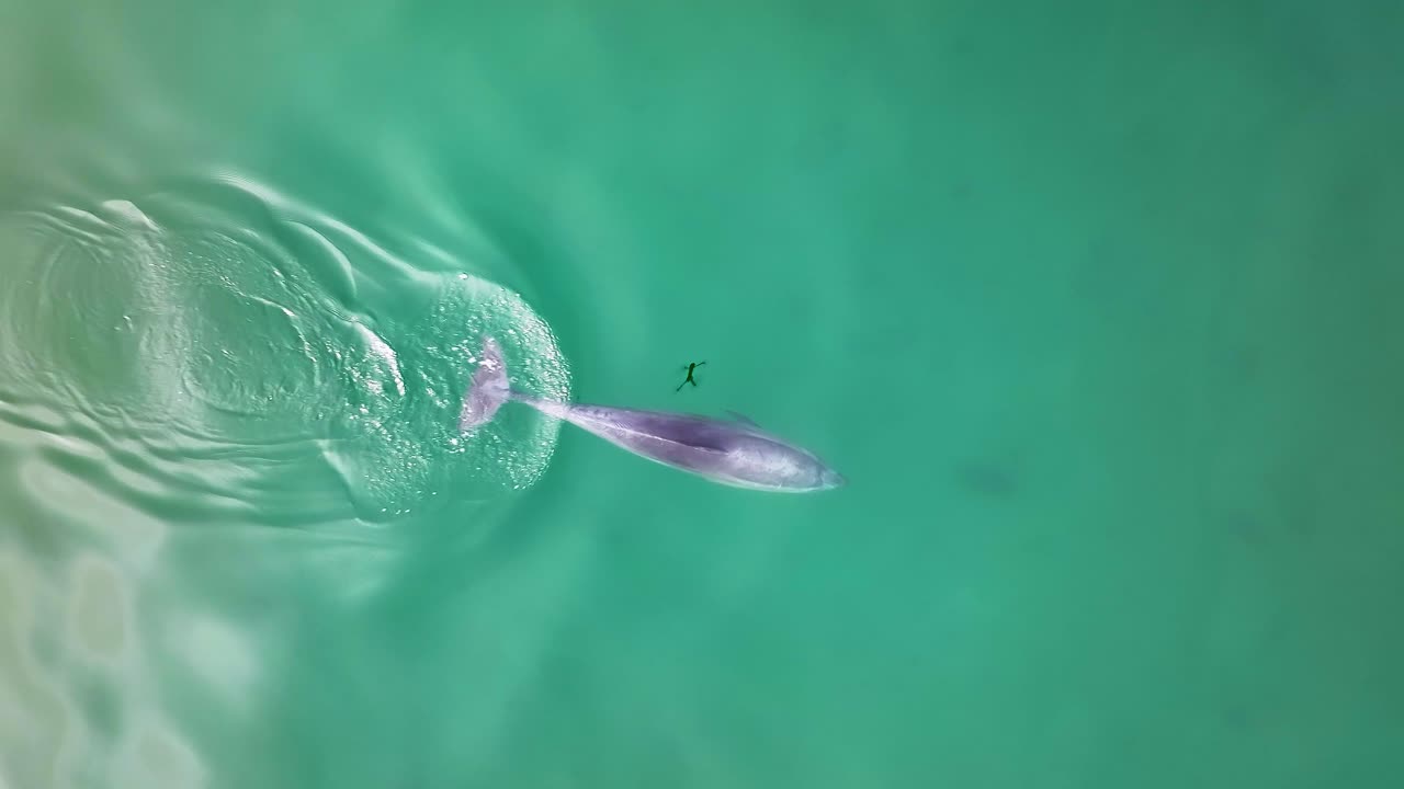 vista de cerca de un delfín común gris y negro