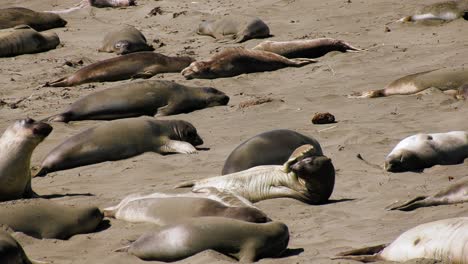 seal moving in middle of resting mammals on a beach in usa - slow motion shot