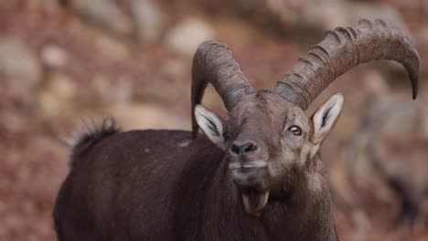 alpine ibex turns his head and approaches camera slomo