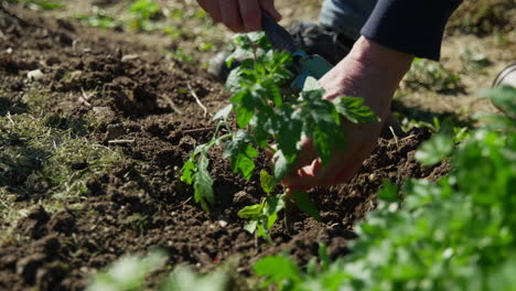 planting some tomatoes.