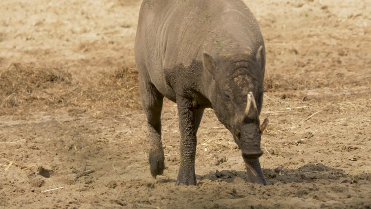toma de seguimiento en cámara lenta de un babirusa del norte de sulawesi caminando directamente hacia la cámara