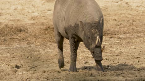 slow-motion tracking shot of a north sulawesi babirusa walking straight towards the camera