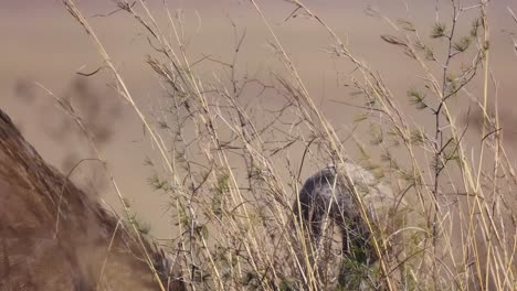 ostrich eating with head up and down picking food between dry grass