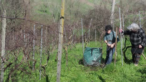 Two women work in a late winter vineyard, one clipping grapevine canes while the other holds branches, standing between dry rows of vines and a green sack, rural setting, real time, wide static shot