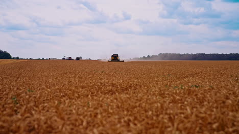ripe wheat and agriculture machinery at harvest season. harvester machine collecting crop. combine harvester working on a wheat field.