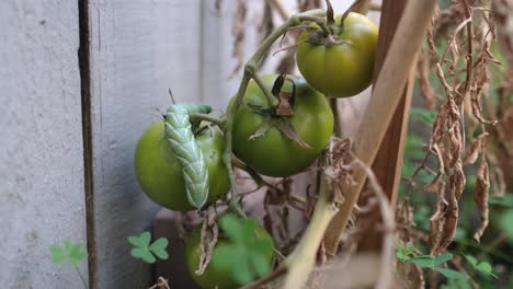 tobacco hornworm eating on a green tomato