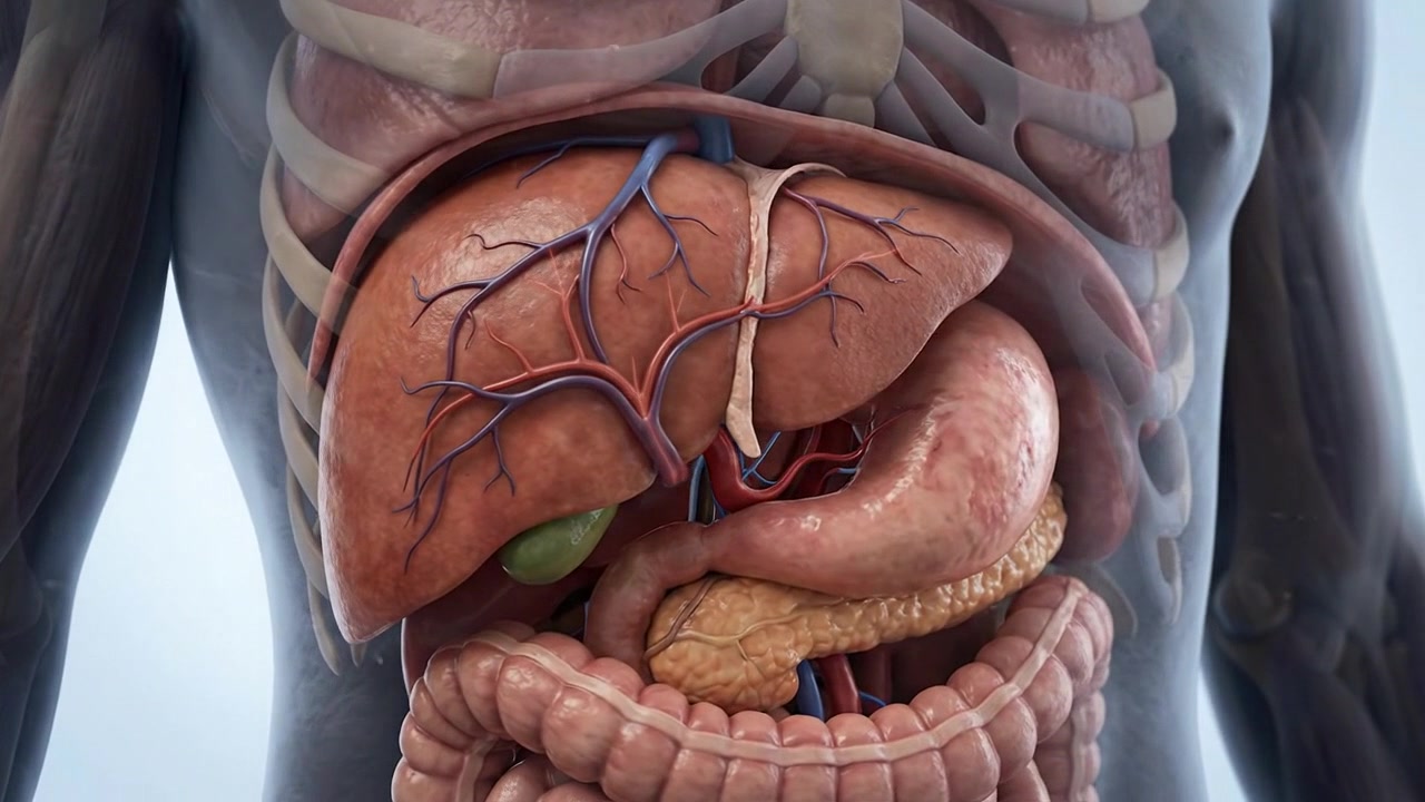 Close Up Anatomical Render of Digestive System and Intestines