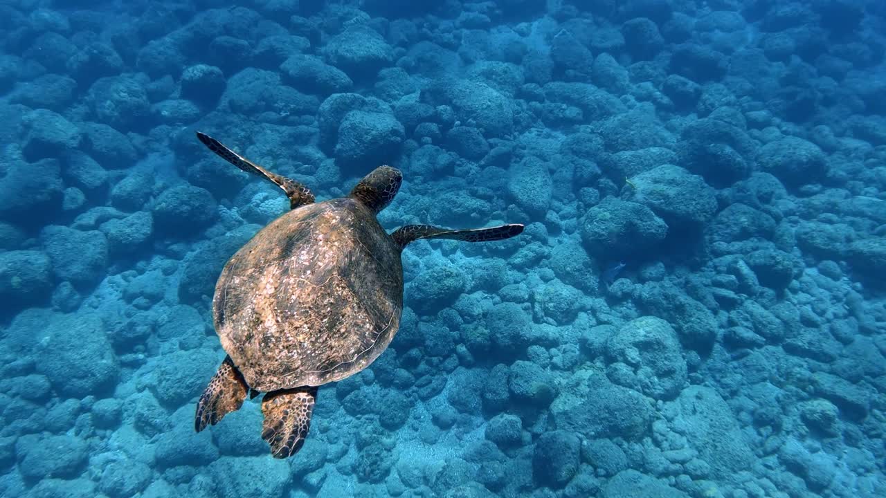 Lone Sea Turtle Calmly Swimming In The Crystal Clear Ocean
