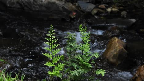 fern with crystal clear fresh mountain waterfall crocodile river water sparkling and flowing over rocks and pebbles in the background at the walter sisulu national botanical gardens, south africa