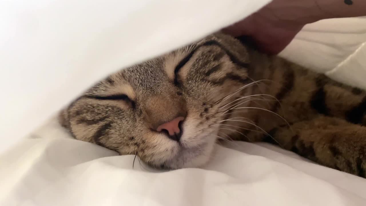 el gato ronroneando por la mañana bajo las sábanas de la cama