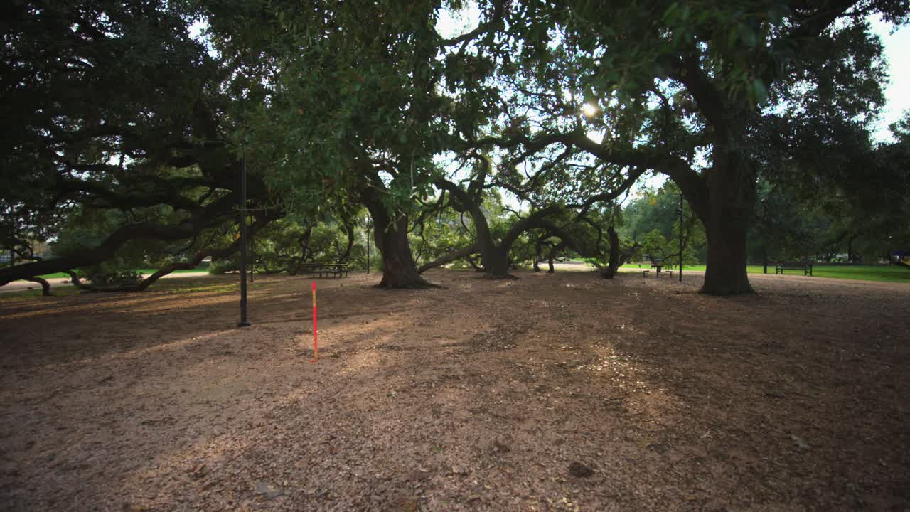 공원 에 있는 큰 오크 나무 들