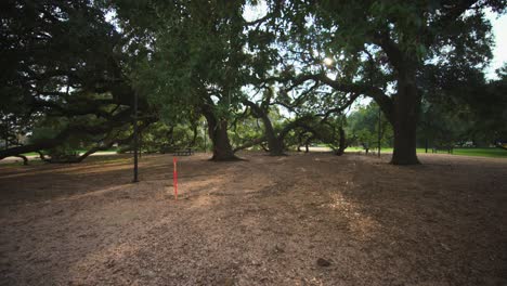 árboles de roble grandes en un parque