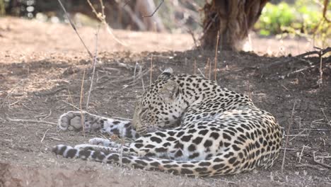 un leopardo relajado bañándose en el suelo en la reserva de caza de mashatu, botswana
