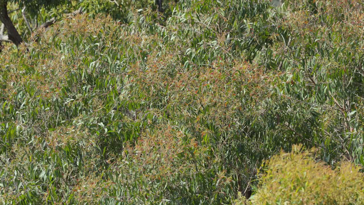 frondosos eucaliptos en un entorno de selva tropical