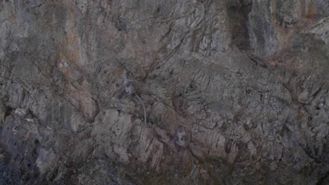 monos en las rocas de las islas phi phi en tailandia