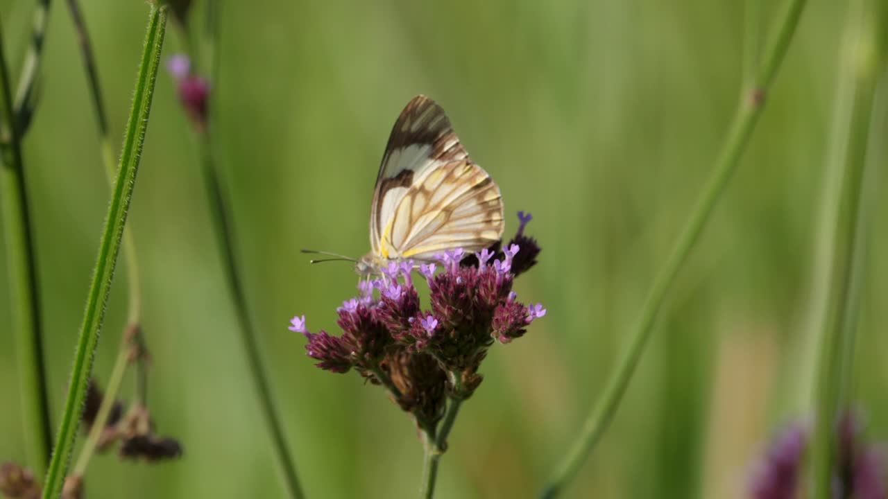 Una farfalla bianca con nervature marroni si nutre di piccoli fiori, un'altra vola in primo piano, macro