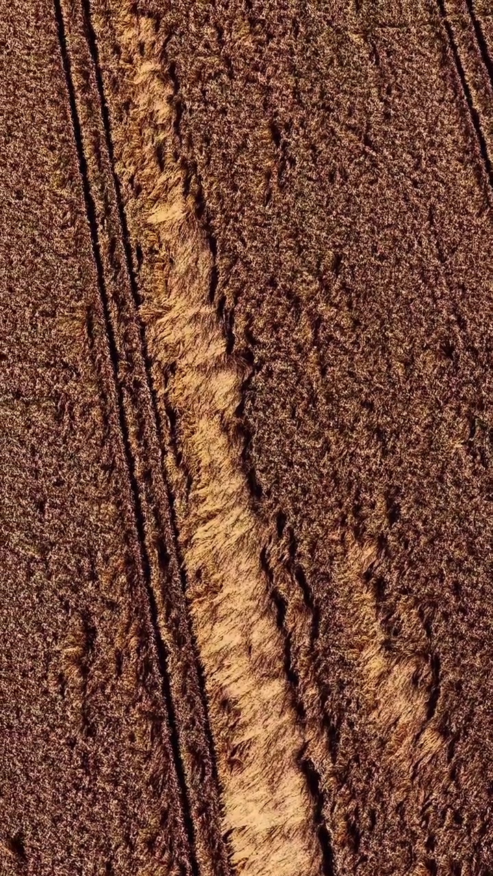 Cinematic overhead drone footage of wheat in a vast field, showcasing modern agriculture, farming efficiency, and seasonal harvest activity.