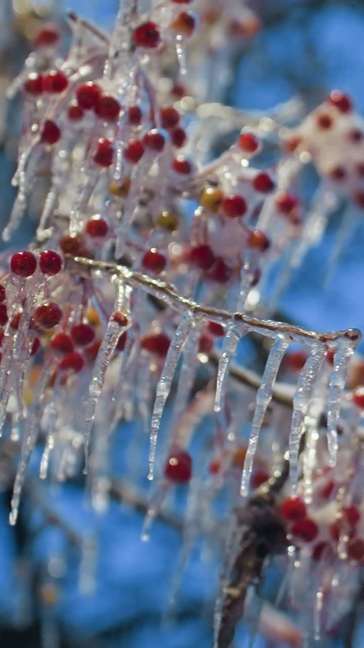 얼음으로 인 활기찬 은 열매와 나무 가지에 매달린 얼음이 밝은 파란 겨울 하늘을 배경으로 얼어붙은 자연 풍경의 아름다움과 평온을 강조합니다.