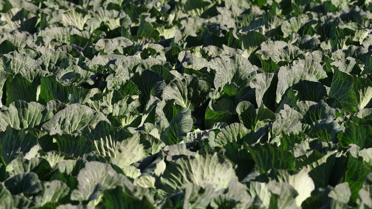 Close Up of a Field Full of Cabbages