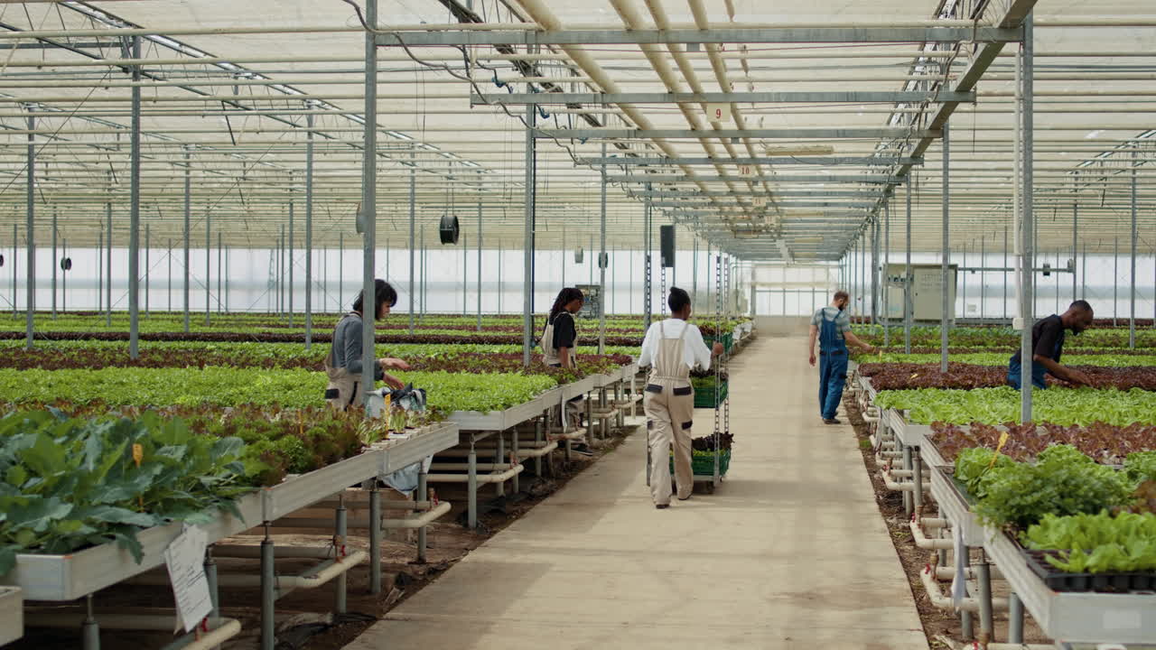 Workers in a greenhouse harvesting lettuce