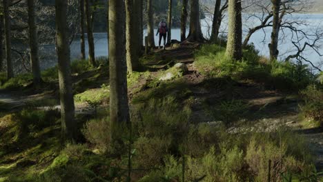 A-woman-walks-to-the-water's-edge-through-the-trees-while-out-for-a-hike-in-a-lush,-green-coniferous-forest-as-shafts-of-sunlight-highlight-the-trees-and-walking-trail