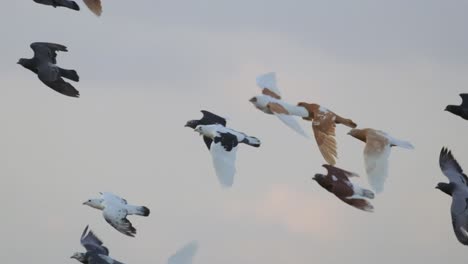 domestic pigeons flying in the air