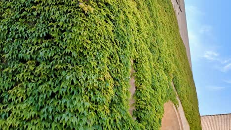 4K-60FPS-Beautiful-Swedish-Church-Entrance-and-Church-Tower-Covered-with-Climbing-Plants---Tilt-Shot