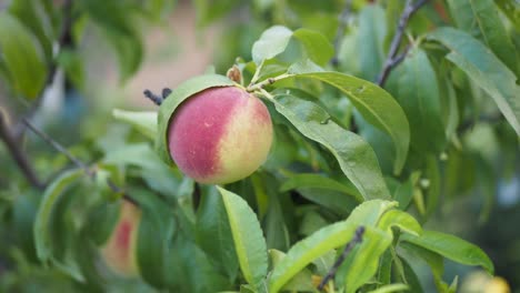 peach on a tree