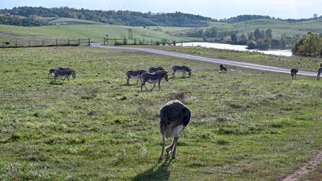 afrikaanse zebra's en struisvogels grazen in het veld op omheinde weiden