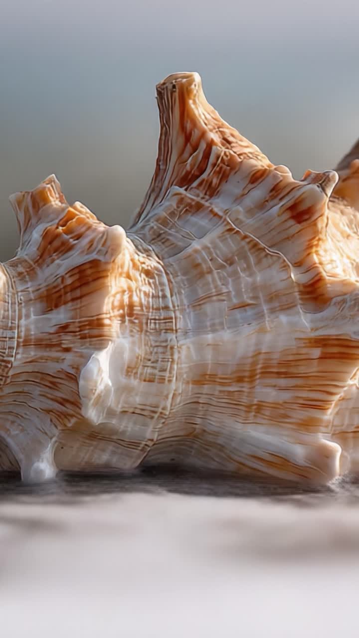 A Close-Up View of a Stunningly Detailed Seashell on the Shoreline, Showcasing Natural Patterns and Textures Under Soft Natural Light