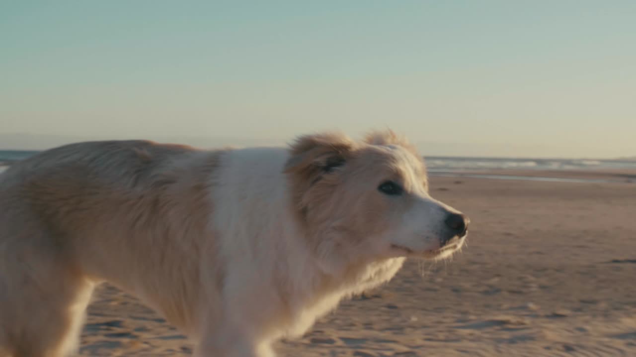 Gün batımında sahilde köpek
