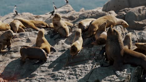 fur seal colonies on the islands in beagle channel near ushuaia in tierra del fuego, argentina