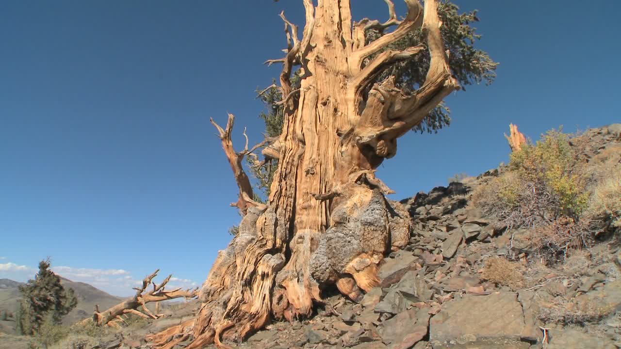 캘리포니아의 하얀 산에서 자라는 오래된 브리슬 콘 소나무까지 기울어집니다.