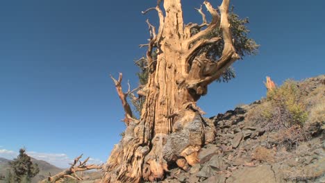 inclínate hacia los viejos pinos de cono de cerdas que crecen en las montañas blancas de california