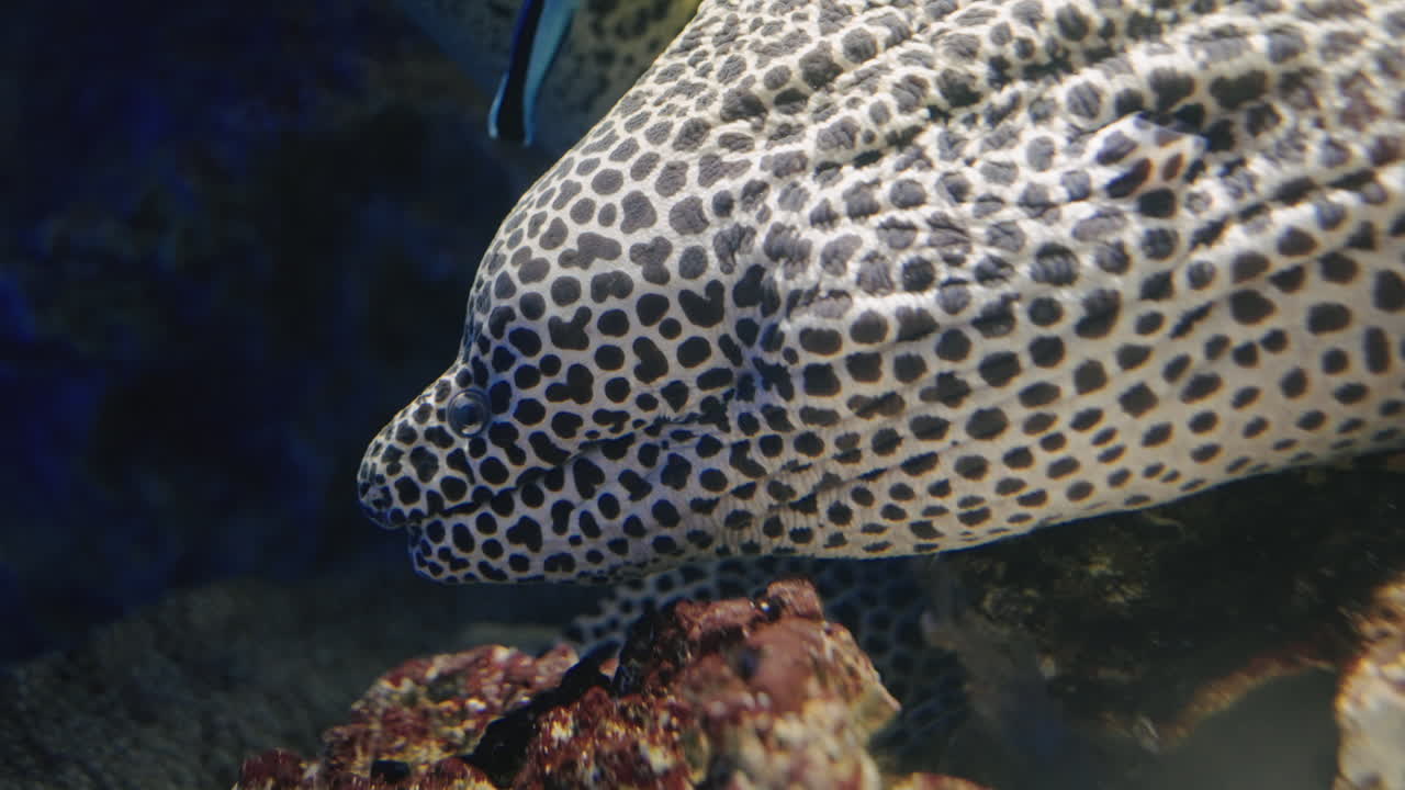 vista de cerca de la moray manchada en el acuario sendai umino-mori en japón