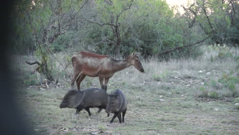 Ein-Exotischer-Hirsch-In-Texas