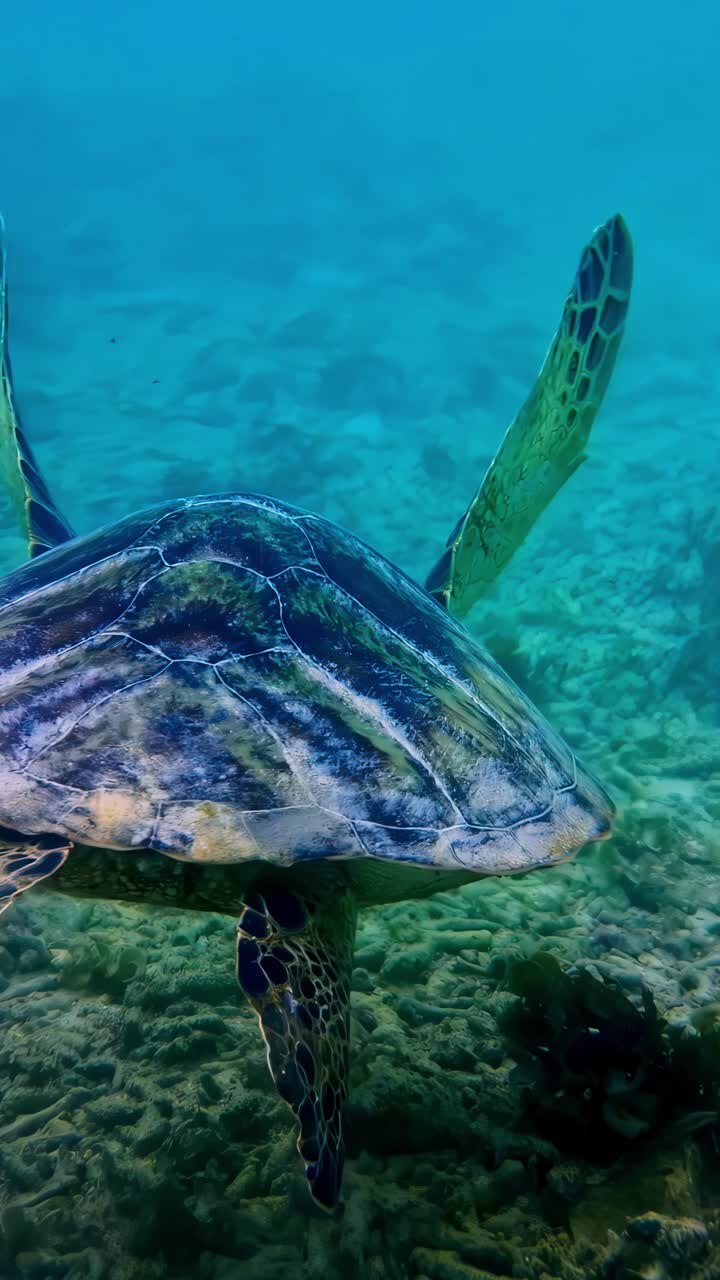 Sea turtle loggerhead oceanic underwater swimming vertical video Cheloniidae